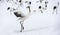 Dancing Crane. The ritual marriage dance of red-crowned crane.