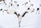 Dancing Crane. The ritual marriage dance of red-crowned crane.