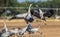 Dancing Cranes on arable field. Common Crane or Eurasian crane, Scientific name: Grus grus, Grus communis