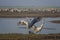 Dancing cranes. Common crane in Birds Natural Habitats. Bird watching in Hula Valley in northern Israel. Flocks of migrating birds