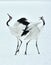 Dancing Cranes. The red-crowned crane Sceincific name: Grus japonensis