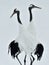 Dancing Cranes. The red-crowned crane Sceincific name: Grus japonensis, also called the Japanese crane or Manchurian crane, is a