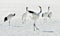 Dancing Cranes. The red-crowned cranes.