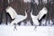 Dancing Cranes. The ritual marriage dance of cranes. The red-crowned crane. Scientific name: Grus japonensis, also called the