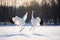 Dancing Cranes. The ritual marriage dance of cranes. The red-crowned crane. Scientific name: Grus japonensis, also called the