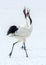 Dancing Cranes. The ritual marriage dance of cranes. The red-crowned cranes