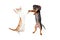 Dancing Doxie Dog and Kitten