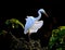 Dancing egret bird