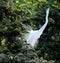 Dancing egret bird