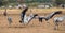 Dancing Eurasian Cranes in arable field.