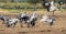 Dancing Eurasian Cranes in arable field.