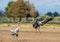 Dancing Eurasian Cranes in arable field.