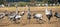 Dancing Eurasian Cranes in arable field.