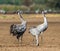 Dancing Eurasian Cranes in arable field.