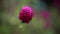 Dancing FlowerVideo - Beautiful Purple or Violet color flower rain dance at garden