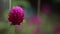 Dancing FlowerVideo - Beautiful Purple or Violet color flower rain dance at garden
