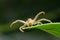 Dancing forelimbs crab spiders
