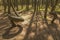 Dancing forest in Curonian Spit National Park