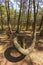 Dancing forest in Curonian Spit National Park