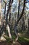 Dancing forest on the Curonian Spit, Russia