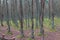 Dancing forest or drunk forest on Curonian spit, Russia