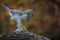 Dancing goshawk with prey