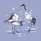 Dancing Japanese cranes in the snow