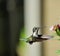 Dancing in Joy! Hummingbird approaching flower