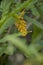 Dancing Lady Ginger with orange flowers beautiful under the leaves