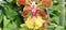 Dancing Lady Orchid, color red pink in upper portion, and color yellow below the belt and dotted of color maron.