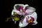 Dancing orchid flowers