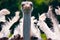 Dancing ostrich mating dance closeup