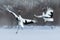 Dancing pair of Red-crowned crane with open wing in flight, with snow storm, Hokkaido, Japan