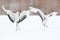 Dancing pair of Red-crowned crane with open wing in flight, with snow storm, Hokkaido, Japan. Bird in fly, winter scene with snow.