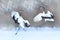 Dancing pair of Red-crowned crane with open wings, winter Hokkaido, Japan. Snowy dance in nature. Courtship of beautiful large whi