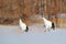 Dancing pair of Red-crowned cranes with, with blizzard, Hokkaido, Japan. Pair of beautiful birds, wildlife scene from nature.