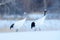 Dancing pair of Red-crowned cranes with, with blizzard, Hokkaido, Japan. Pair of beautiful birds, wildlife scene from nature