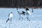 Dancing pair of Red-crowned cranes grus japonensis with open wings on snowy meadow, mating dance ritual