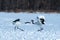 Dancing pair of Red-crowned cranes grus japonensis with open wings on snowy meadow, mating dance ritual