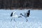 Dancing pair of Red-crowned cranes grus japonensis with open wings on snowy meadow, mating dance ritual