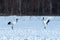 Dancing pair of Red-crowned cranes grus japonensis with open wings on snowy meadow, mating dance ritual