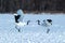 Dancing pair of Red-crowned cranes grus japonensis with open wings on snowy meadow, mating dance ritual