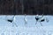 Dancing pair of Red-crowned cranes grus japonensis with open wings on snowy meadow, mating dance ritual