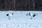 Dancing pair of Red-crowned cranes grus japonensis with open wings on snowy meadow, mating dance ritual