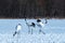 Dancing pair of Red-crowned cranes grus japonensis with open wings on snowy meadow, mating dance ritual