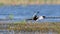 Dancing Pheasant-tailed jacana bird in the air. flapping its beautiful feathers