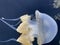 Dancing Phyllorhiza punctata jellyfish in the water. also known as the floating bell, Australian spotted jellyfish, brown