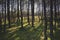 Dancing pines at the edge of a dense forest