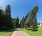 Dancing pines in Royal Botanic Gardens. Peradeniya, Kandy, Sri Lanka