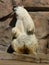 Dancing Polar Bear